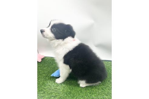 成約済の愛知県のボーダーコリー-374858の4枚目