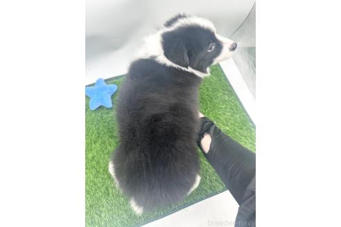 成約済の愛知県のボーダーコリー-374858の3枚目