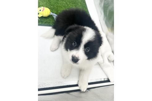 成約済の愛知県のボーダーコリー-374858の2枚目