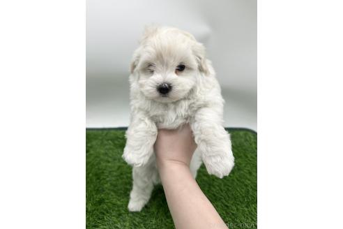 成約済の愛知県のマルプー:マルチーズ×トイプードル-380149の1枚目