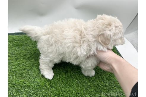 成約済の愛知県のマルプー:マルチーズ×トイプードル-380149の3枚目