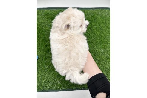 成約済の愛知県のマルプー:マルチーズ×トイプードル-380149の2枚目