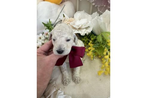 成約済の兵庫県のスタンダードプードル-380188の2枚目