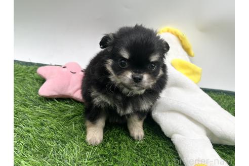 成約済の愛知県のチワワ(ロングコート)-380195の1枚目