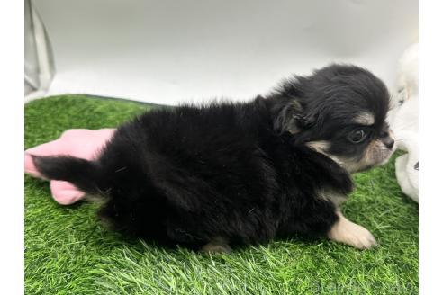 成約済の愛知県のチワワ(ロングコート)-380195の6枚目