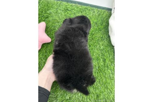 成約済の愛知県のチワワ(ロングコート)-380195の4枚目