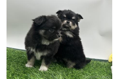 成約済の愛知県のチワワ(ロングコート)-380195の3枚目