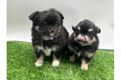 成約済の愛知県のチワワ(ロングコート)-380195の2枚目