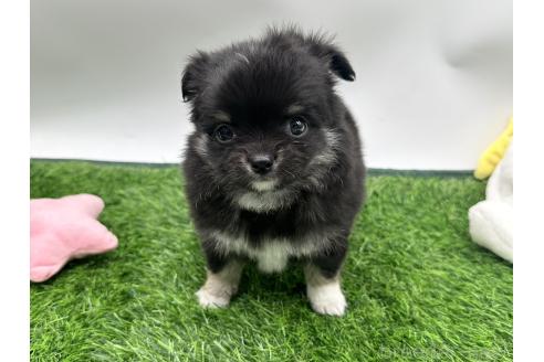 成約済の愛知県のチワワ(ロングコート)-380197の1枚目