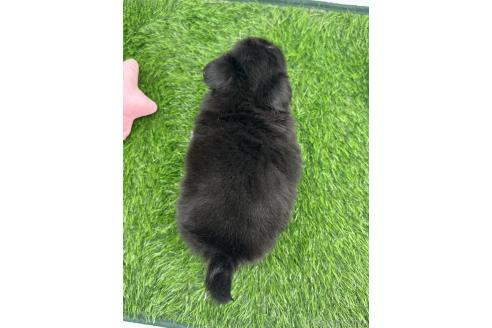 成約済の愛知県のチワワ(ロングコート)-380197の4枚目