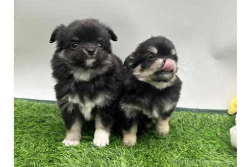 成約済の愛知県のチワワ(ロングコート)-380197の3枚目