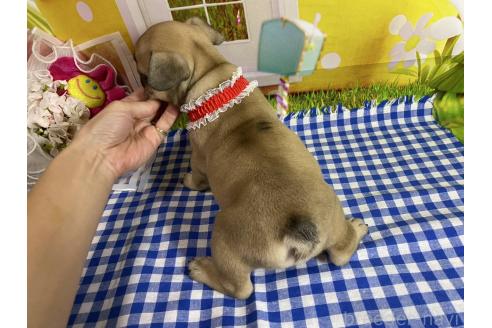 成約済の神奈川県のフレンチブルドッグ-380200の6枚目