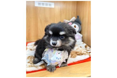 成約済の愛知県のポメチワ:ポメラニアン×チワワ-380212の9枚目