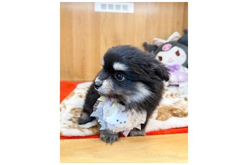 成約済の愛知県のポメチワ:ポメラニアン×チワワ-380212の7枚目