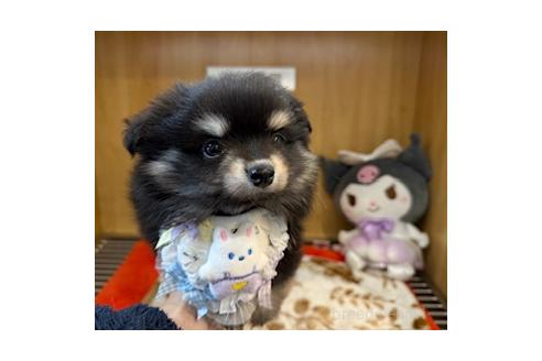 成約済の愛知県のポメチワ:ポメラニアン×チワワ-380212の6枚目