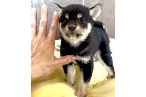 成約済の奈良県の豆柴-380223の22枚目