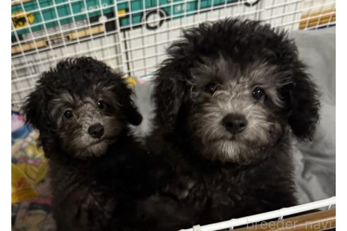 販売中の岡山県のトイプードル-375439の3枚目