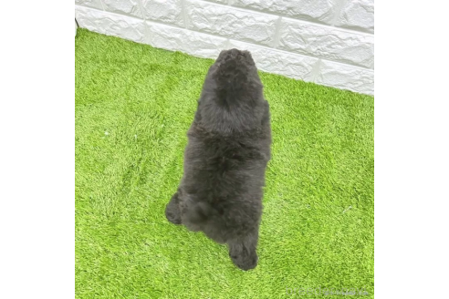 成約済の愛知県のトイプードル-378303の2枚目