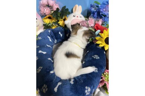 成約済の福岡県のチワワ(ロングコート)-380269の2枚目
