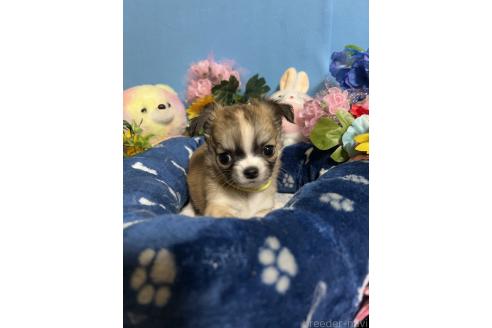 成約済の福岡県のチワワ(ロングコート)-380272の10枚目