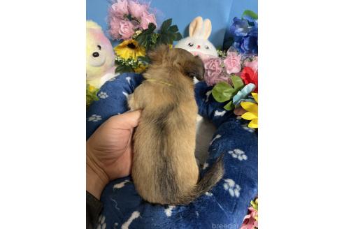 成約済の福岡県のチワワ(ロングコート)-380272の2枚目