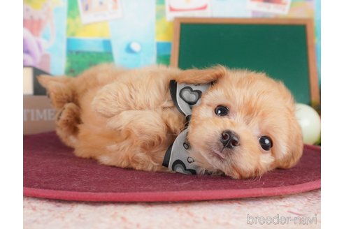 成約済の群馬県のチワプー:チワワ×トイプードル-380550の3枚目