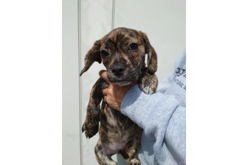 成約済の栃木県のミックス犬-376382の4枚目