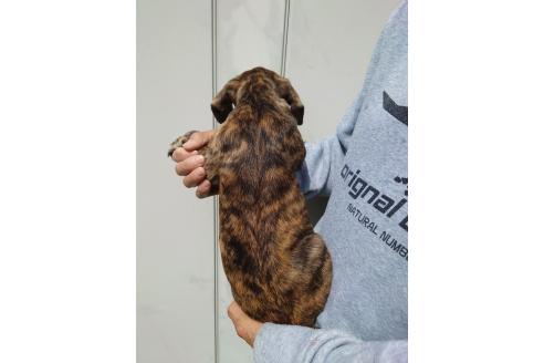 成約済の栃木県のミックス犬-376382の3枚目