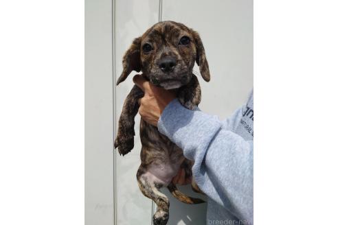 成約済の栃木県のミックス犬-376382の2枚目