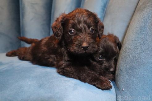 成約済の神奈川県のミックス犬-374892の1枚目