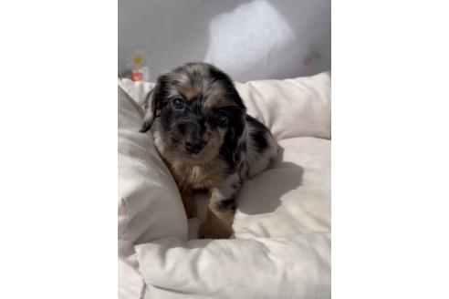 成約済の福岡県のカニンヘンダックスフンド(ロングヘアード)-380324の5枚目