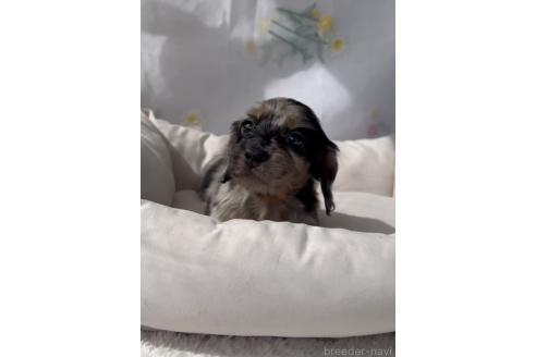 成約済の福岡県のカニンヘンダックスフンド(ロングヘアード)-380324の3枚目