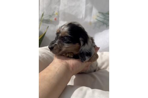 成約済の福岡県のカニンヘンダックスフンド(ロングヘアード)-380324の2枚目