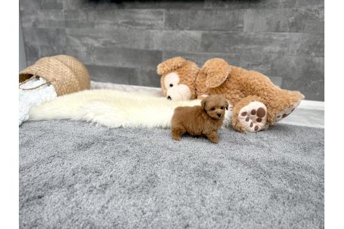 成約済の滋賀県のティーカッププードル-379269の6枚目