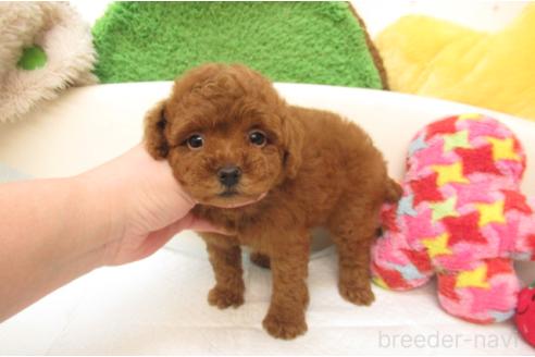 成約済の大阪府のトイプードル-380331の2枚目