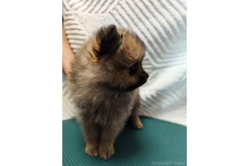 成約済の静岡県のポメラニアン-377201の4枚目