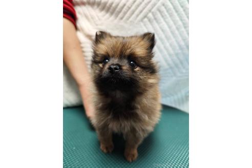 成約済の静岡県のポメラニアン-377200の2枚目