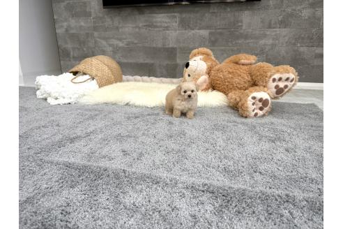 成約済の滋賀県のティーカッププードル-380336の5枚目
