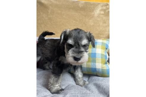 成約済の福岡県のミニチュアシュナウザー-380337の5枚目