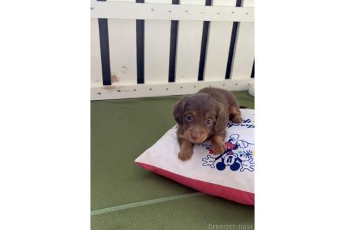 成約済の福岡県のカニンヘンダックスフンド(ロングヘアード)-380345の4枚目