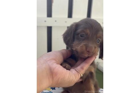 成約済の福岡県のカニンヘンダックスフンド(ロングヘアード)-380345の3枚目