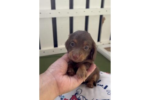 成約済の福岡県のカニンヘンダックスフンド(ロングヘアード)-380345の2枚目