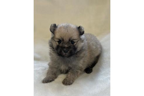 成約済の山口県のポメラニアン-380347の1枚目