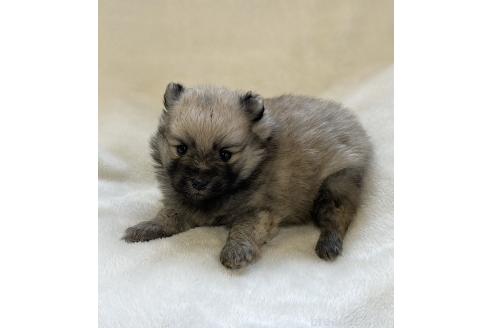 成約済の山口県のポメラニアン-380347の3枚目
