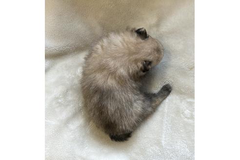 成約済の山口県のポメラニアン-380347の2枚目