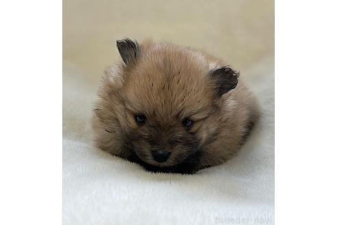 成約済の山口県のポメラニアン-380349の4枚目