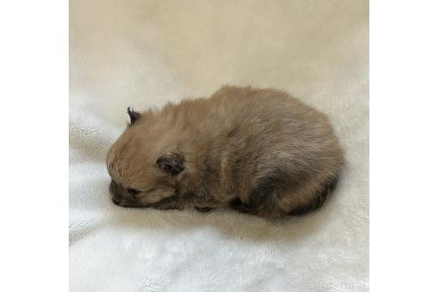 成約済の山口県のポメラニアン-380349の2枚目
