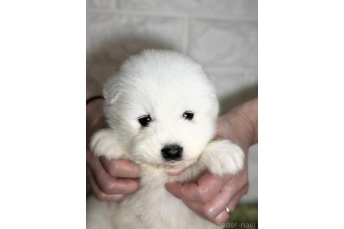 子犬