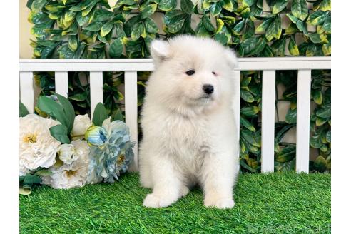 成約済の茨城県のサモエド-378641の4枚目
