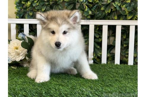 販売中の茨城県のアラスカンマラミュート-371694の6枚目